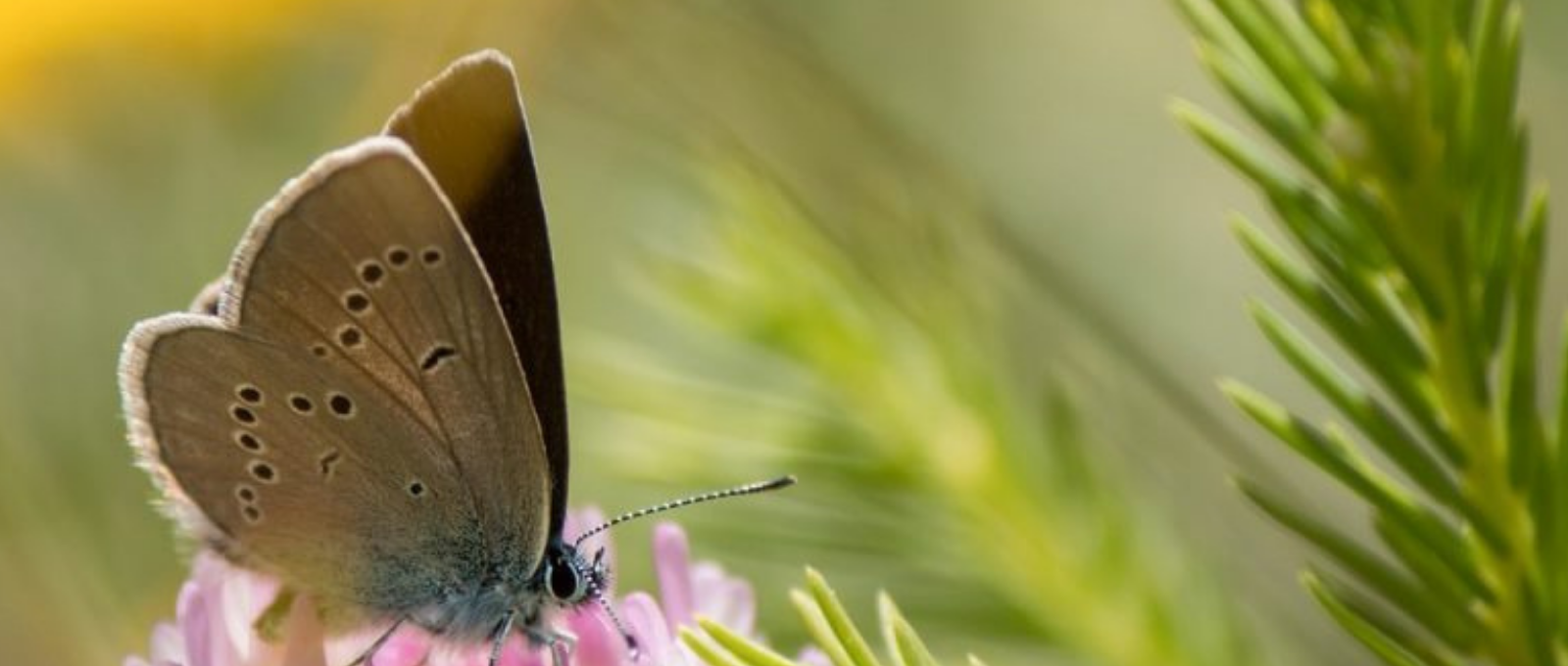 loi alur protection biodiversité