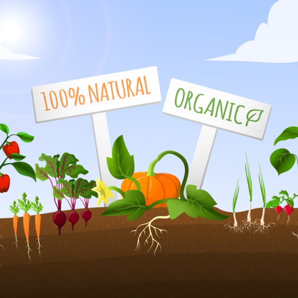 potager permaculture - légumes bio dans les cantines scolaires