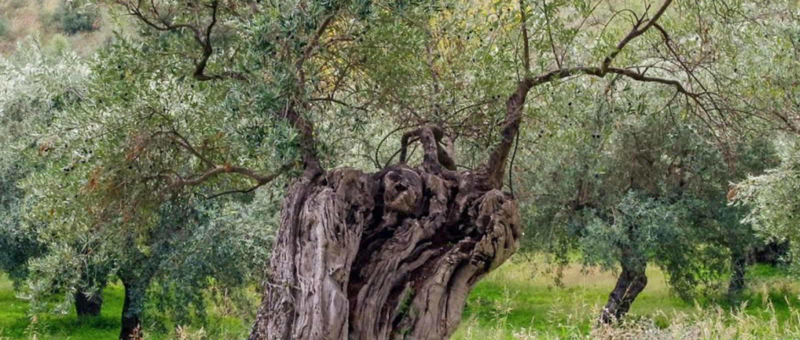 Espagne - arbre olivier