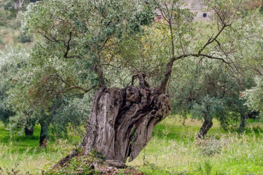 Espagne - arbre olivier