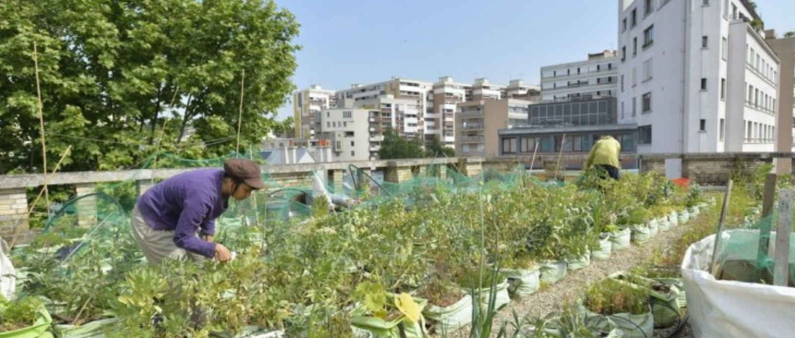 Evolution des villes : les fermes urbaines font leur apparition